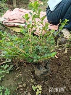 高度25厘米平枝栒子