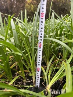 高度30厘米百子莲