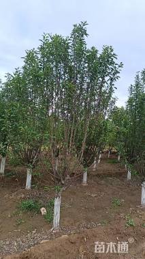 11公分北美海棠