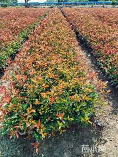 0.5公分红叶石楠