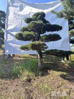 17公分造型五针松