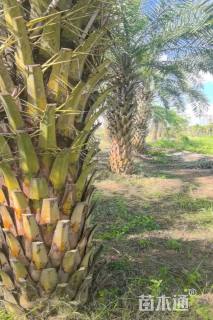 裸干高300厘米银海枣