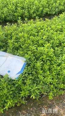 高度30厘米春鹃