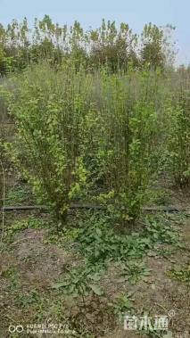 高度200厘米木槿