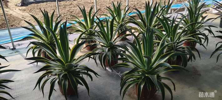 高度40厘米金边龙舌兰