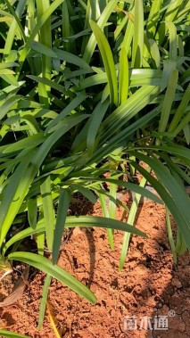 高度30厘米百子莲