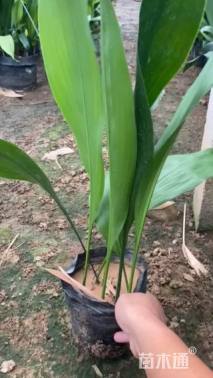 高度60厘米一叶兰