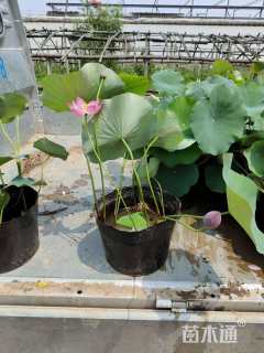 高度100厘米荷花