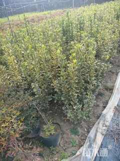 高度40厘米金边黄杨苗