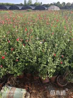 高度40厘米鼠尾草