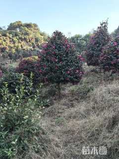 高度200厘米茶梅