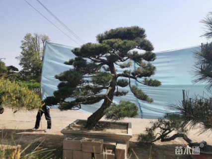 20公分罗汉松
