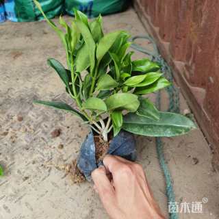 15厘米非洲茉莉