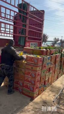 高度30厘米孔雀草