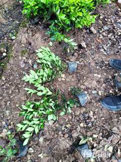 高度40厘米金森女贞