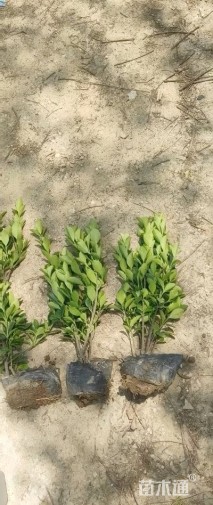 高度40厘米大叶黄杨