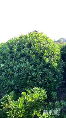 冠幅180厘米海桐球