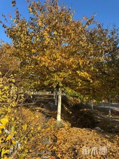 20公分染井吉野樱