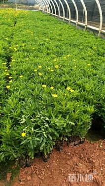 高度20厘米木春菊