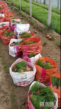 高度30厘米荻草