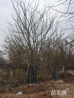 100公分丛生朴树