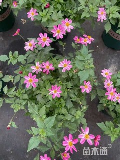 高度15厘米鬼针草