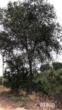 25公分榆树