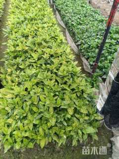 高度30厘米花叶珊瑚