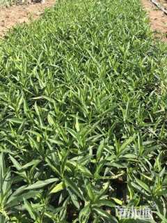 高度15厘米假龙头