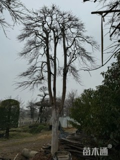 高度300厘米羽毛枫