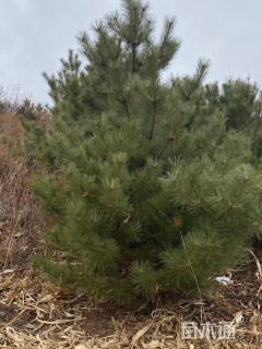 高度2500厘米油松