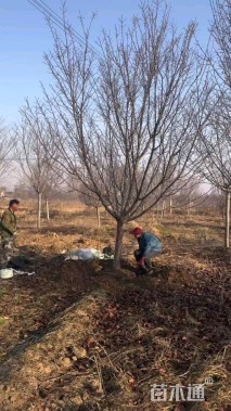 12公分绚丽海棠