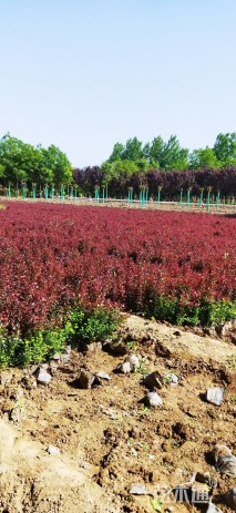 高度40厘米珍珠梅