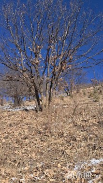 高度800厘米丛生蒙古栎