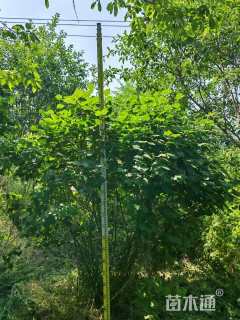 高度290厘米丛生紫丁香