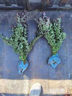 高度40厘米紫叶小檗