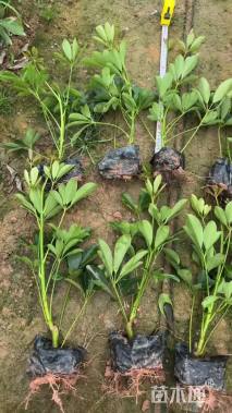 高度40厘米花叶良姜