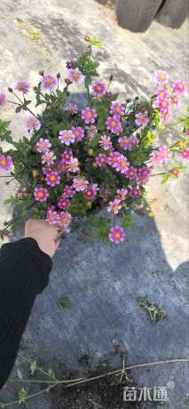 高度20厘米鬼针草