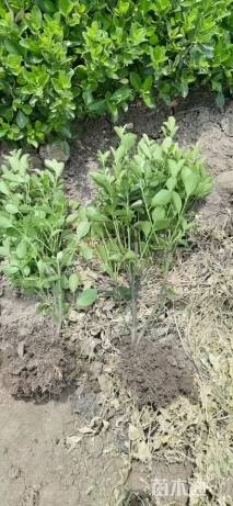 高度50厘米大叶黄杨