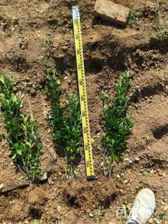 高度60厘米大叶黄杨