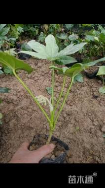 高度20厘米八角金盘小苗