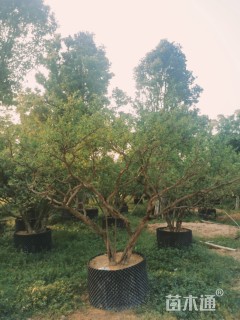 高度300厘米石榴