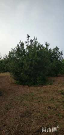1.5公分落叶松
