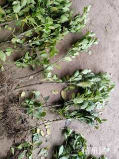 冠幅15厘米大叶黄杨球