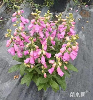 高度30厘米毛地黄