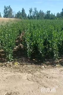 高度50厘米北海道黄杨