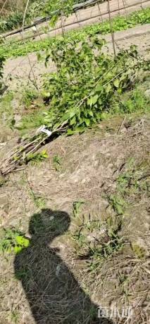 高度180厘米蜡梅