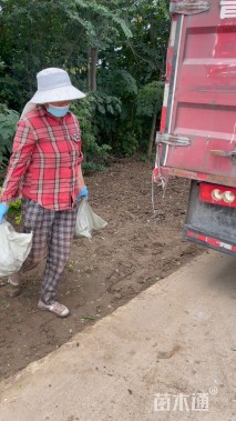 高度50厘米金叶水蜡