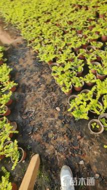 高度10厘米过路黄