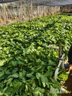 高度20厘米白蝴蝶